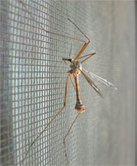 Москтиная сетка